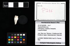 Foto (Objekt + Etikett) von Abyssophthalmus sp.  (NHMW-GEO-2014-0194-0266)